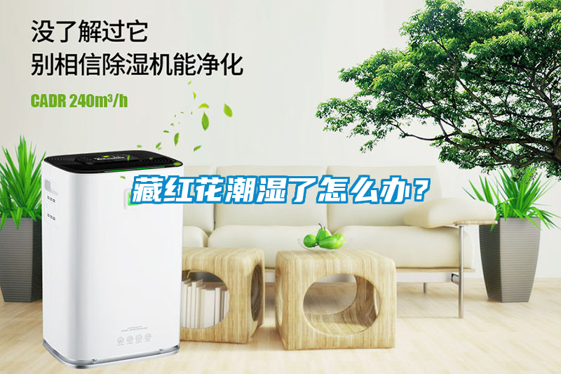 藏紅花潮濕了怎么辦?